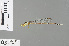  ( - RMNH.INS.228332)  @13 [ ] CreativeCommons - Attribution Non-Commercial Share-Alike (2013) Unspecified Naturalis Biodiversity Center