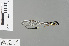  (Coeliccia sp - RMNH.INS.228372)  @13 [ ] CreativeCommons - Attribution Non-Commercial Share-Alike (2013) Unspecified Naturalis Biodiversity Center