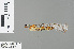  (Rhinagrion hainanense - RMNH.INS.228374)  @13 [ ] CreativeCommons - Attribution Non-Commercial Share-Alike (2013) Unspecified Naturalis Biodiversity Center
