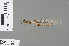  ( - RMNH.INS.228416)  @13 [ ] CreativeCommons - Attribution Non-Commercial Share-Alike (2013) Unspecified Naturalis Biodiversity Center