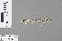  ( - RMNH.INS.228425)  @13 [ ] CreativeCommons - Attribution Non-Commercial Share-Alike (2013) Unspecified Naturalis Biodiversity Center