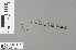  (Protosticta linnaei - RMNH.INS.228497)  @13 [ ] CreativeCommons - Attribution Non-Commercial Share-Alike (2013) Unspecified Naturalis Biodiversity Center