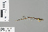  ( - RMNH.INS.228553)  @13 [ ] CreativeCommons - Attribution Non-Commercial Share-Alike (2013) Unspecified Naturalis Biodiversity Center