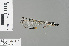  ( - RMNH.INS.228568)  @11 [ ] CreativeCommons - Attribution Non-Commercial Share-Alike (2013) Unspecified Naturalis Biodiversity Center