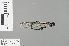  (Calicnemia sp. nov tamdao - RMNH.INS.228720)  @12 [ ] CreativeCommons - Attribution Non-Commercial Share-Alike (2013) Unspecified Naturalis Biodiversity Center