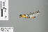  ( - RMNH.INS.228967)  @13 [ ] CreativeCommons - Attribution Non-Commercial Share-Alike (2013) Unspecified Naturalis Biodiversity Center