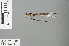  (Coeliccia sp. new_a - RMNH.INS.228972)  @12 [ ] CreativeCommons - Attribution Non-Commercial Share-Alike (2013) Unspecified Naturalis Biodiversity Center