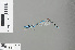  (Pseudagrion lalakense - RMNH.INS.229024)  @13 [ ] CreativeCommons - Attribution Non-Commercial Share-Alike (2013) Unspecified Naturalis Biodiversity Center