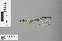  (Coeliccia nemoricola _mulu_low - RMNH.INS.229026)  @11 [ ] CreativeCommons - Attribution Non-Commercial Share-Alike (2013) Unspecified Naturalis Biodiversity Center