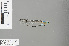  (Coeliccia sp. new_b - RMNH.INS.229066)  @11 [ ] CreativeCommons - Attribution Non-Commercial Share-Alike (2013) Unspecified Naturalis Biodiversity Center