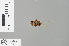  ( - RMNH.INS.229079)  @12 [ ] CreativeCommons - Attribution Non-Commercial Share-Alike (2013) Unspecified Naturalis Biodiversity Center