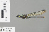  ( - RMNH.INS.229150)  @13 [ ] CreativeCommons - Attribution Non-Commercial Share-Alike (2013) Unspecified Naturalis Biodiversity Center