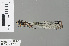  (Chlorolestes tessellatus - RMNH.INS.229157)  @11 [ ] CreativeCommons - Attribution Non-Commercial Share-Alike (2013) Unspecified Naturalis Biodiversity Center
