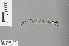  ( - RMNH.INS.229231)  @11 [ ] CreativeCommons - Attribution Non-Commercial Share-Alike (2013) Unspecified Naturalis Biodiversity Center