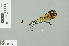  ( - RMNH.INS.229239)  @12 [ ] CreativeCommons - Attribution Non-Commercial Share-Alike (2013) Unspecified Naturalis Biodiversity Center