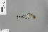  (Platysticta serendibica - RMNH.INS.229759)  @12 [ ] CreativeCommons - Attribution Non-Commercial Share-Alike (2013) Unspecified Naturalis Biodiversity Center