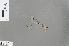  (Ceylonosticta inferioreducta - RMNH.INS.229761)  @12 [ ] CreativeCommons - Attribution Non-Commercial Share-Alike (2013) Unspecified Naturalis Biodiversity Center