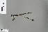  ( - RMNH.INS.229763)  @12 [ ] CreativeCommons - Attribution Non-Commercial Share-Alike (2013) Unspecified Naturalis Biodiversity Center