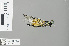  (Tetrathemis platyptera - RMNH.INS.500059)  @13 [ ] CreativeCommons - Attribution Non-Commercial Share-Alike (2013) Unspecified Naturalis Biodiversity Center