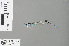  (Pseudagrion coomansi - RMNH.INS.500072)  @13 [ ] CreativeCommons - Attribution Non-Commercial Share-Alike (2013) Unspecified Naturalis Biodiversity Center