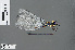  ( - RMNH.INS.500087)  @14 [ ] CreativeCommons - Attribution Non-Commercial Share-Alike (2013) Unspecified Naturalis Biodiversity Center