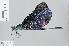  (Sapho - RMNH.INS.500090)  @15 [ ] CreativeCommons - Attribution Non-Commercial Share-Alike (2013) Unspecified Naturalis Biodiversity Center