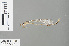  ( - RMNH.INS.500128)  @13 [ ] CreativeCommons - Attribution Non-Commercial Share-Alike (2013) Unspecified Naturalis Biodiversity Center