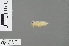  ( - RMNH.INS.500183)  @12 [ ] CreativeCommons - Attribution Non-Commercial Share-Alike (2013) Unspecified Naturalis Biodiversity Center