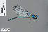  ( - RMNH.INS.500192)  @11 [ ] CreativeCommons - Attribution Non-Commercial Share-Alike (2013) Unspecified Naturalis Biodiversity Center