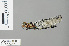  ( - RMNH.INS.500250)  @15 [ ] CreativeCommons - Attribution Non-Commercial Share-Alike (2013) Unspecified Naturalis Biodiversity Center