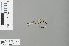  ( - RMNH.INS.500276)  @12 [ ] CreativeCommons - Attribution Non-Commercial Share-Alike (2013) Unspecified Naturalis Biodiversity Center