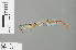  ( - RMNH.INS.500279)  @12 [ ] CreativeCommons - Attribution Non-Commercial Share-Alike (2013) Unspecified Naturalis Biodiversity Center