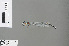  ( - RMNH.INS.500351)  @13 [ ] CreativeCommons - Attribution Non-Commercial Share-Alike (2013) Unspecified Naturalis Biodiversity Center