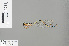  (Pseudagrion greeni - RMNH.INS.500361)  @13 [ ] CreativeCommons - Attribution Non-Commercial Share-Alike (2013) Unspecified Naturalis Biodiversity Center