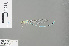  (Pseudagrion decorum - RMNH.INS.500481)  @13 [ ] CreativeCommons - Attribution Non-Commercial Share-Alike (2013) Unspecified Naturalis Biodiversity Center