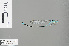  (Pseudagrion malabaricum - RMNH.INS.500484)  @14 [ ] CreativeCommons - Attribution Non-Commercial Share-Alike (2013) Unspecified Naturalis Biodiversity Center