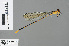  (Pseudagrion civicum - RMNH.INS.500512)  @13 [ ] CreativeCommons - Attribution Non-Commercial Share-Alike (2013) Unspecified Naturalis Biodiversity Center