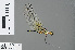  ( - RMNH.INS.500533)  @13 [ ] CreativeCommons - Attribution Non-Commercial Share-Alike (2013) Unspecified Naturalis Biodiversity Center