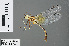  (Nannophlebia leoboppi - RMNH.INS.500534)  @13 [ ] CreativeCommons - Attribution Non-Commercial Share-Alike (2013) Unspecified Naturalis Biodiversity Center