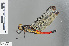  (Protorthemis - RMNH.INS.500538)  @14 [ ] CreativeCommons - Attribution Non-Commercial Share-Alike (2013) Unspecified Naturalis Biodiversity Center