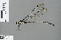  (Metagrion sponsus - RMNH.INS.500543)  @13 [ ] CreativeCommons - Attribution Non-Commercial Share-Alike (2013) Unspecified Naturalis Biodiversity Center