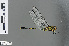  ( - RMNH.INS.500567)  @11 [ ] CreativeCommons - Attribution Non-Commercial Share-Alike (2013) Unspecified Naturalis Biodiversity Center