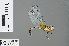  (Nannophlebia alexia - RMNH.INS.500576)  @13 [ ] CreativeCommons - Attribution Non-Commercial Share-Alike (2013) Unspecified Naturalis Biodiversity Center