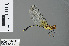  (Nannophlebia ampycteria - RMNH.INS.500577)  @13 [ ] CreativeCommons - Attribution Non-Commercial Share-Alike (2013) Unspecified Naturalis Biodiversity Center