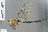  (Anax maclachlani - RMNH.INS.500595)  @13 [ ] CreativeCommons - Attribution Non-Commercial Share-Alike (2013) Unspecified Naturalis Biodiversity Center