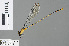  (Pseudagrion civicum - RMNH.INS.500602)  @13 [ ] CreativeCommons - Attribution Non-Commercial Share-Alike (2013) Unspecified Naturalis Biodiversity Center