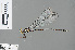  ( - RMNH.INS.500607)  @11 [ ] CreativeCommons - Attribution Non-Commercial Share-Alike (2013) Unspecified Naturalis Biodiversity Center