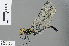  ( - RMNH.INS.500618)  @13 [ ] CreativeCommons - Attribution Non-Commercial Share-Alike (2013) Unspecified Naturalis Biodiversity Center