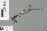  ( - RMNH.INS.500628)  @13 [ ] CreativeCommons - Attribution Non-Commercial Share-Alike (2013) Unspecified Naturalis Biodiversity Center