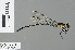  (Palaiargia benkeni - RMNH.INS.500635)  @13 [ ] CreativeCommons - Attribution Non-Commercial Share-Alike (2013) Unspecified Naturalis Biodiversity Center